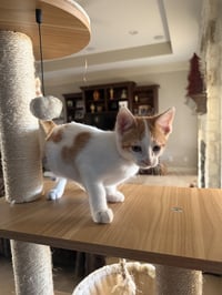 Jugnu - Photo 2