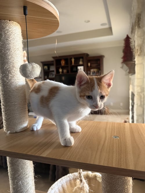 JUGNU - Domestic Short Hair available for adoption