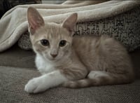 Arminta - Photo 2