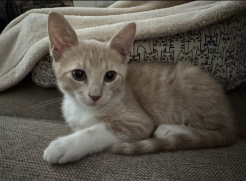 ARMINTA - Domestic Short Hair available for adoption