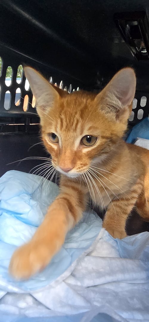 DELGADINO - Domestic Short Hair available for adoption
