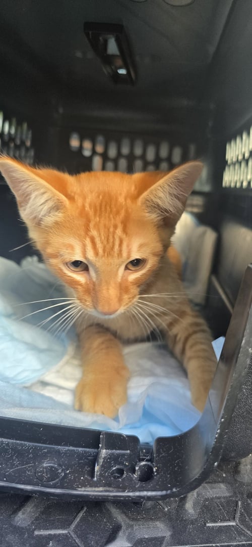 DELGADINO - Domestic Short Hair available for adoption