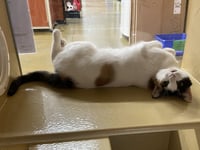 Minky - Photo 2