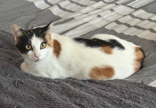 MINKY - Domestic Short Hair / Calico available for adoption