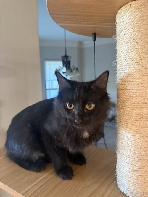 CHATRI - Domestic Short Hair available for adoption