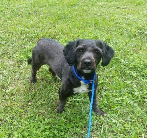LEPANTO - Cocker Spaniel / Schnauzer available for adoption