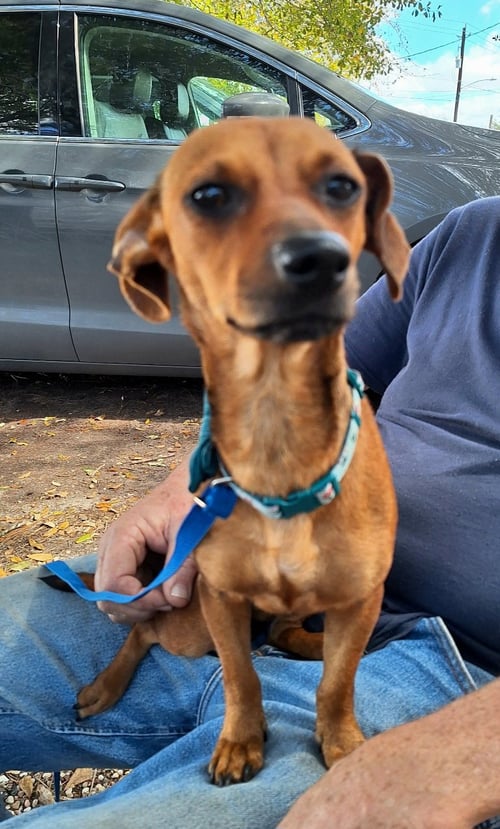 ELONNA - Dachshund / Chihuahua available for adoption