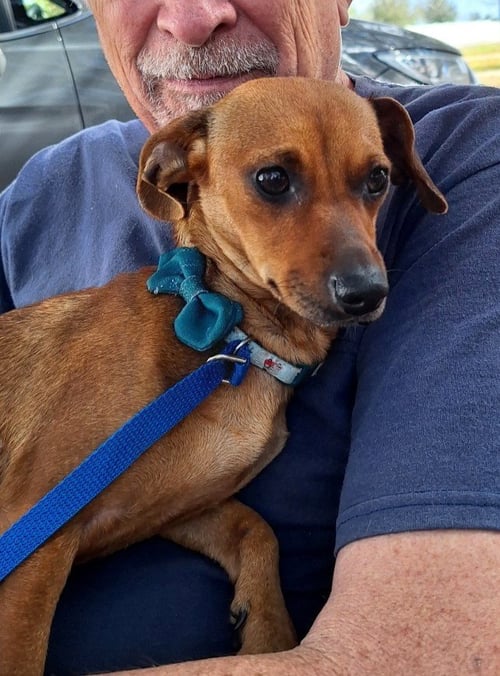 ELONNA - Dachshund / Chihuahua available for adoption