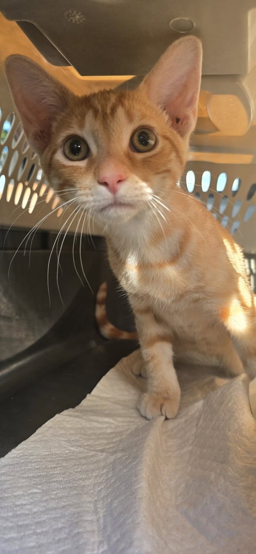 DALMACIO - Domestic Short Hair available for adoption