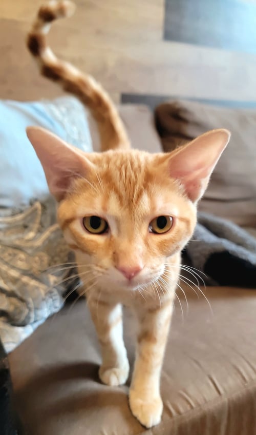 DALMACIO - Domestic Short Hair available for adoption