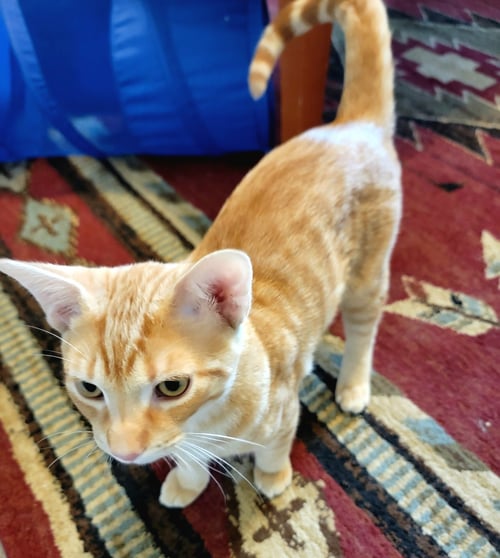DALMACIO - Domestic Short Hair available for adoption