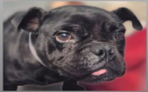 PARIZA - Pug available for adoption