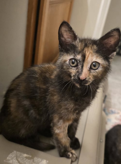 BLAKELYNN - Domestic Short Hair available for adoption