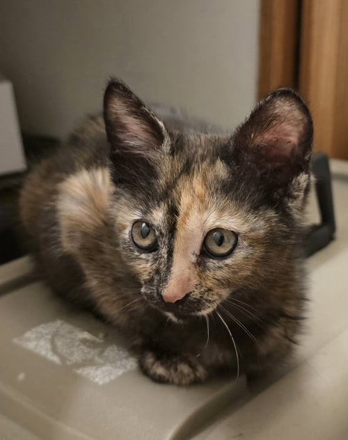 BLAKELYNN - Domestic Short Hair available for adoption