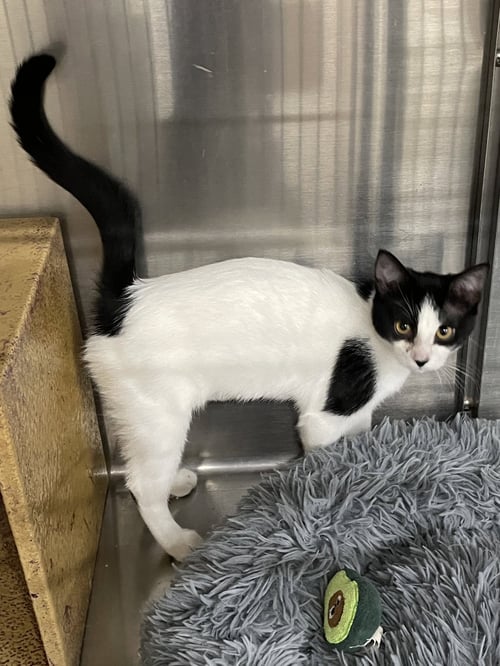 TOPANGA - Domestic Short Hair available for adoption