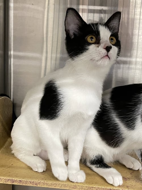 TOPANGA - Domestic Short Hair available for adoption