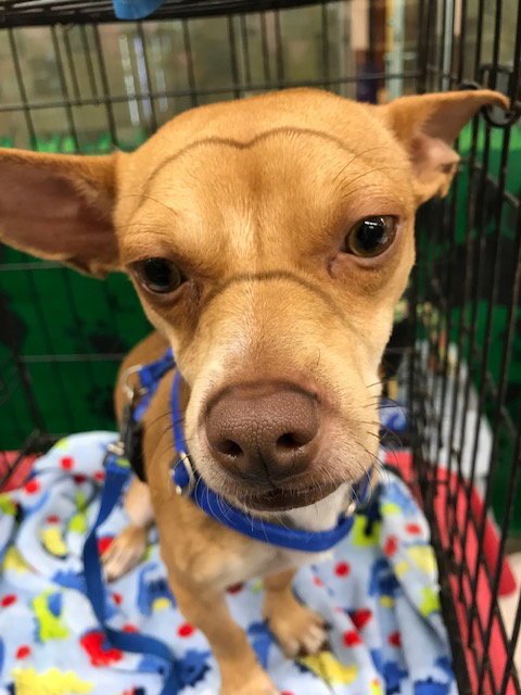 DARSHAN - Chihuahua / Jack Russell Terrier available for adoption