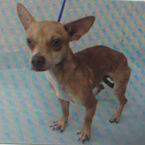 DARSHAN - Chihuahua / Jack Russell Terrier available for adoption