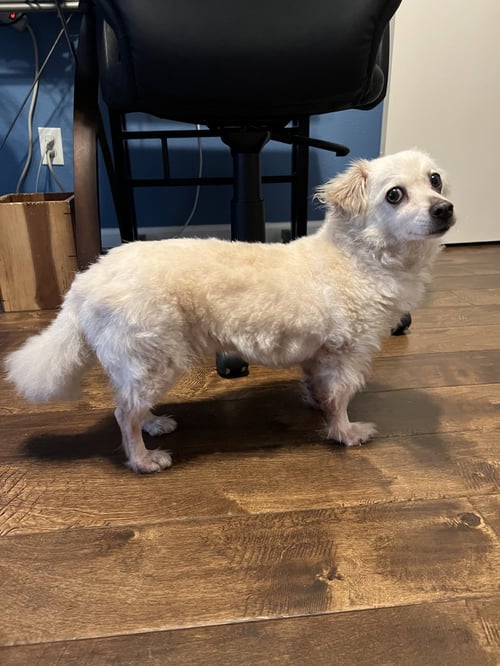 ROSEBUD - Chihuahua / Pomeranian available for adoption