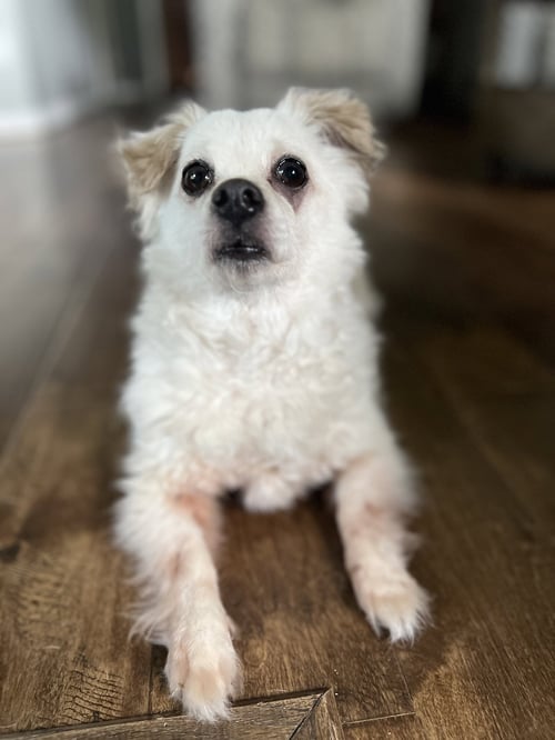 ROSEBUD - Chihuahua / Pomeranian available for adoption