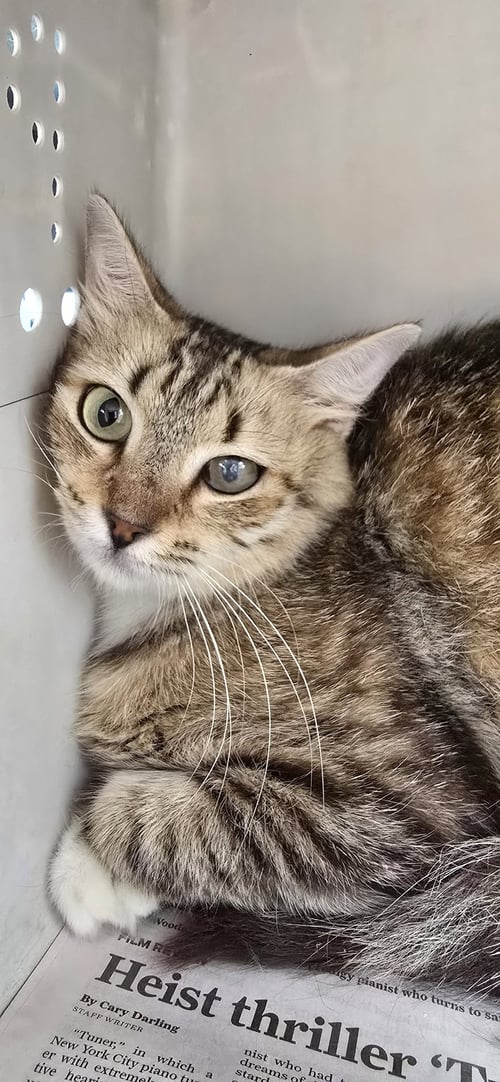 SORANA - Domestic Short Hair available for adoption