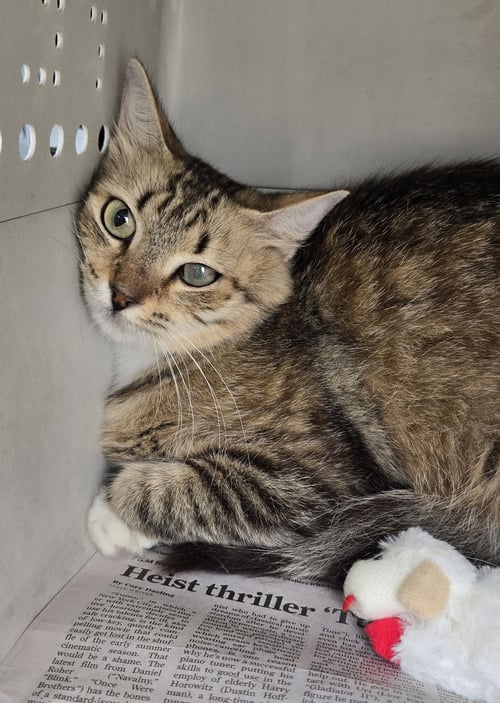 SORANA - Domestic Short Hair available for adoption