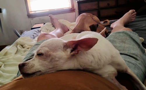 TOAD - Chihuahua available for adoption