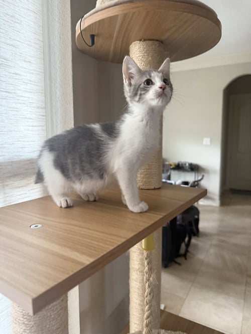 KENDALE - Domestic Short Hair available for adoption