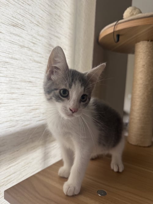 KENDALE - Domestic Short Hair available for adoption