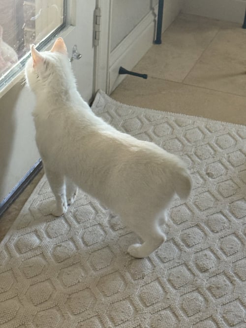ZAYNA - Manx / Domestic Short Hair available for adoption