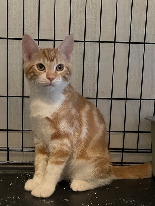 PONIAR - Domestic Short Hair available for adoption