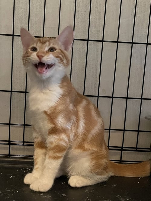 PONIAR - Domestic Short Hair available for adoption