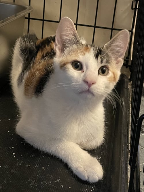 PLEASANCE - Domestic Short Hair available for adoption