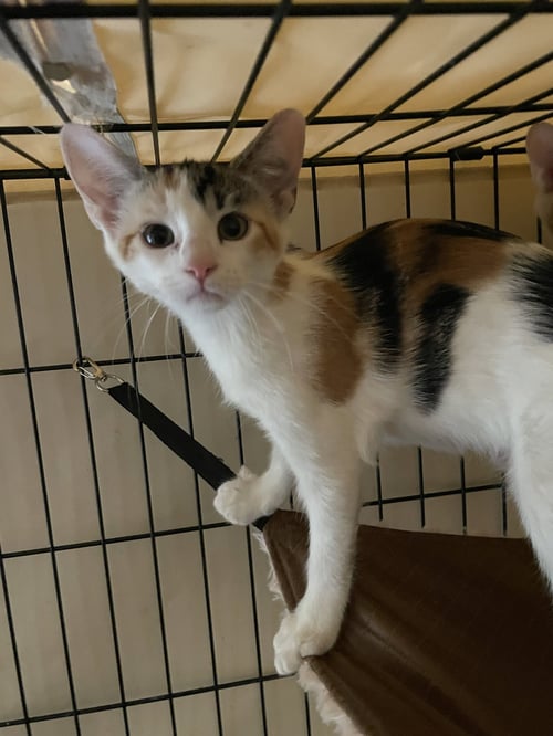PLEASANCE - Domestic Short Hair available for adoption