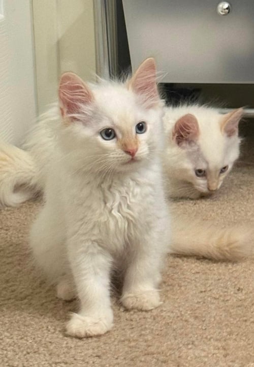 LAUCHLIN - Siamese available for adoption