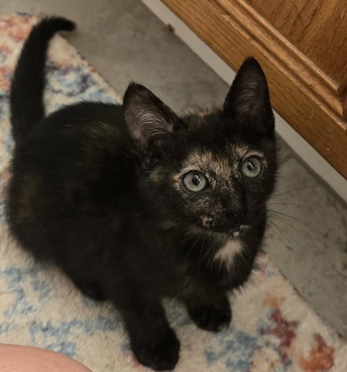 BEXLEA - Domestic Short Hair available for adoption