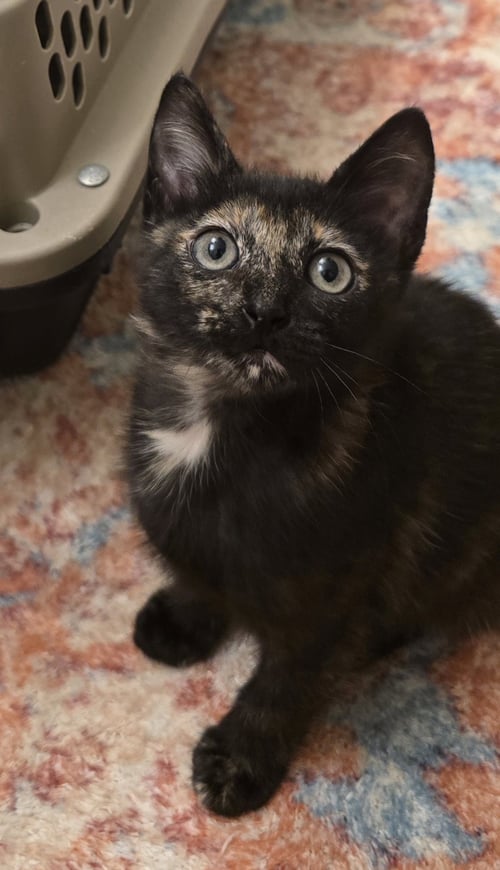 BEXLEA - Domestic Short Hair available for adoption