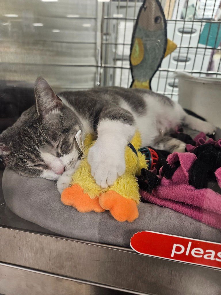 YACKETY YAK - Domestic Short Hair available for adoption