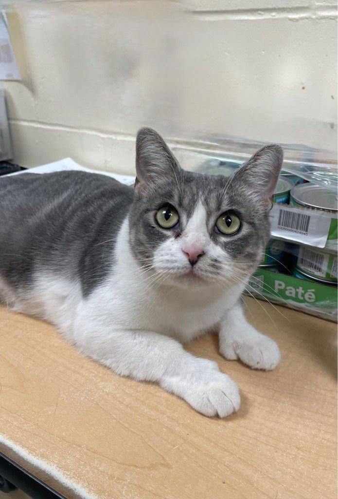 YACKETY YAK - Domestic Short Hair available for adoption