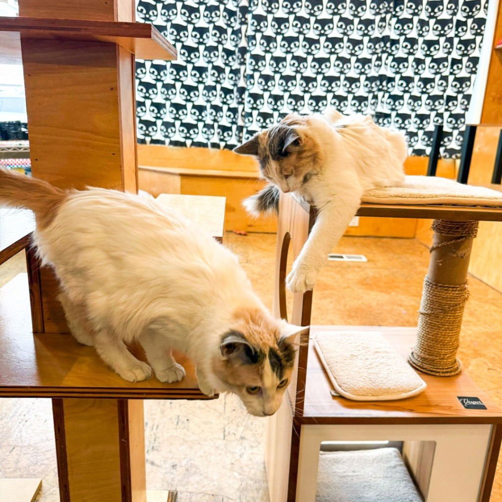 TANGERINE (BONDED WITH NECTARINE) - Domestic Medium Hair available for adoption