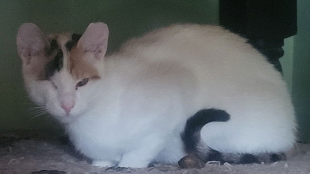 TWINKLE (BONDED WITH SPARKLE) - Domestic Short Hair available for adoption