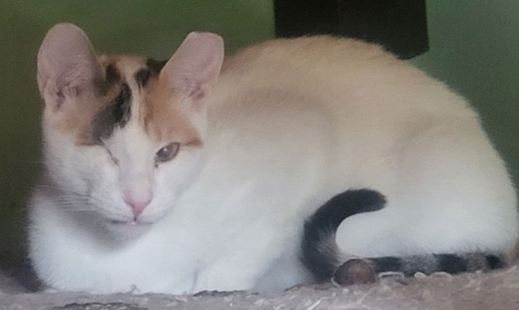 Twinkle (Bonded with Sparkle) - Photo 3