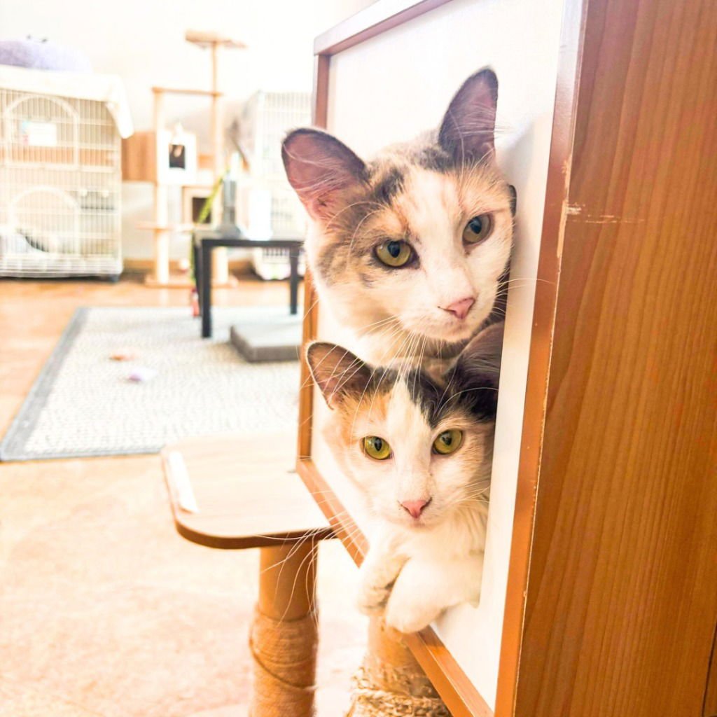 NECTARINE (BONDED WITH TANGERINE) - Domestic Medium Hair available for adoption