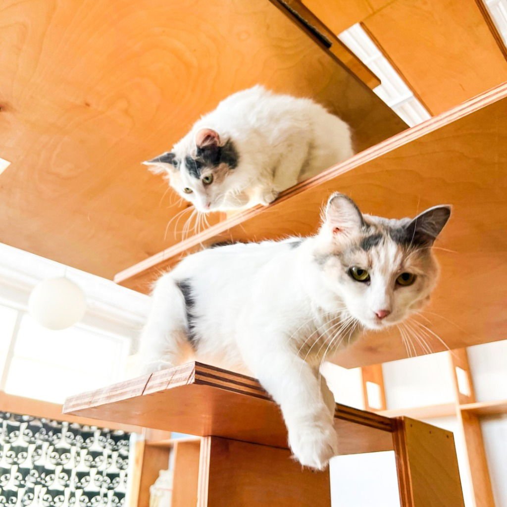 Nectarine (bonded with Tangerine) - Photo 3