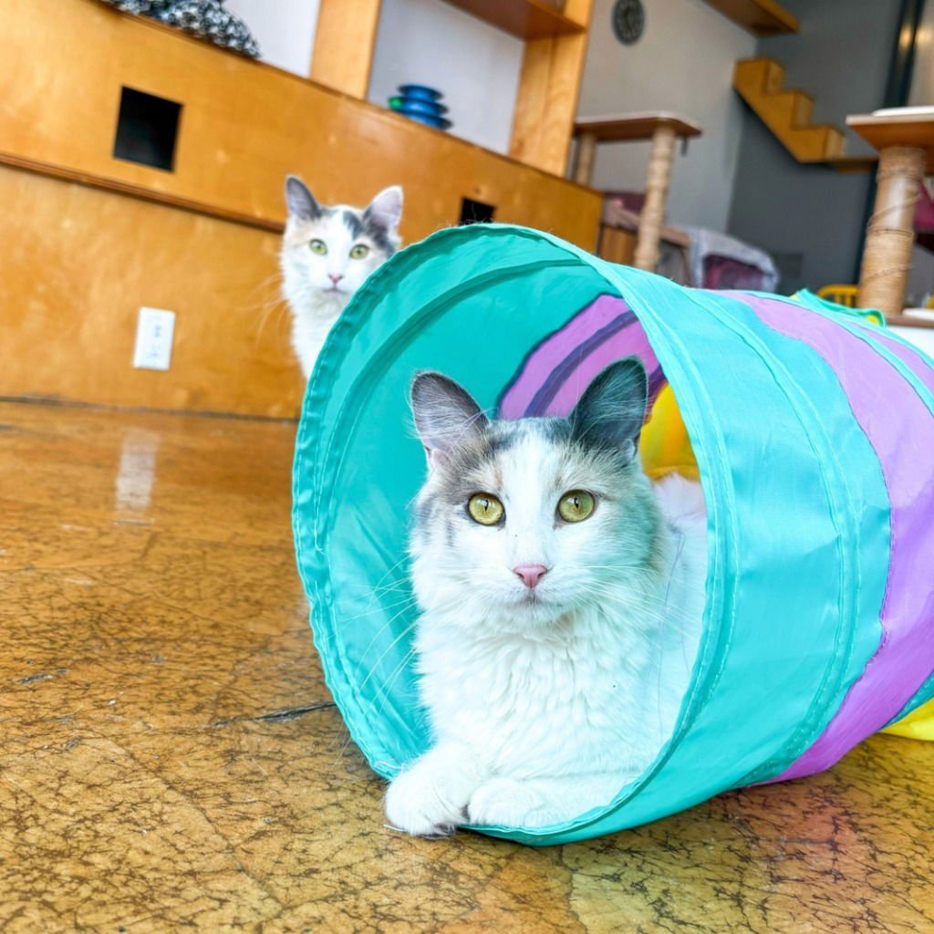 Nectarine (bonded with Tangerine) - Photo 4