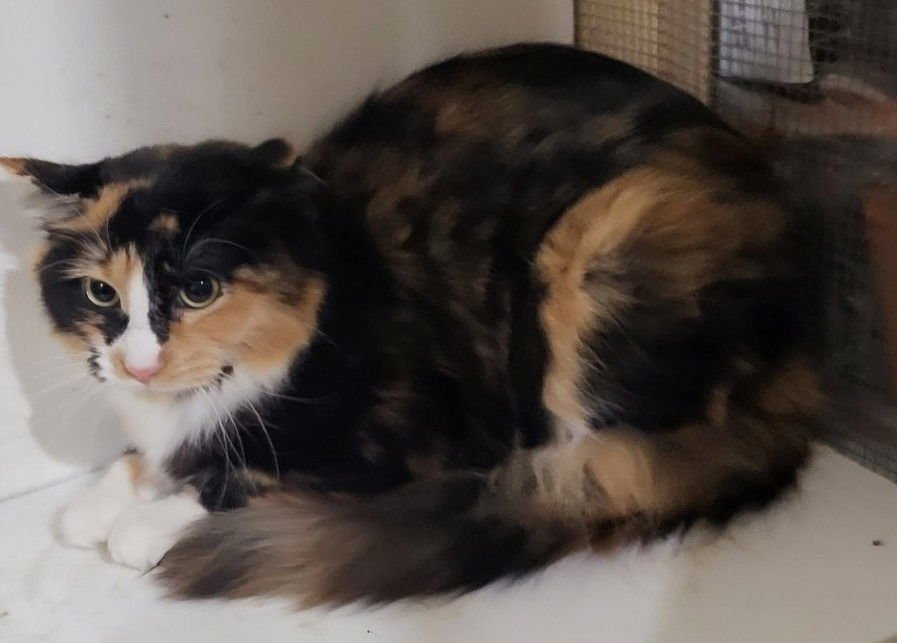 CHARLOTTE - Domestic Medium Hair available for adoption