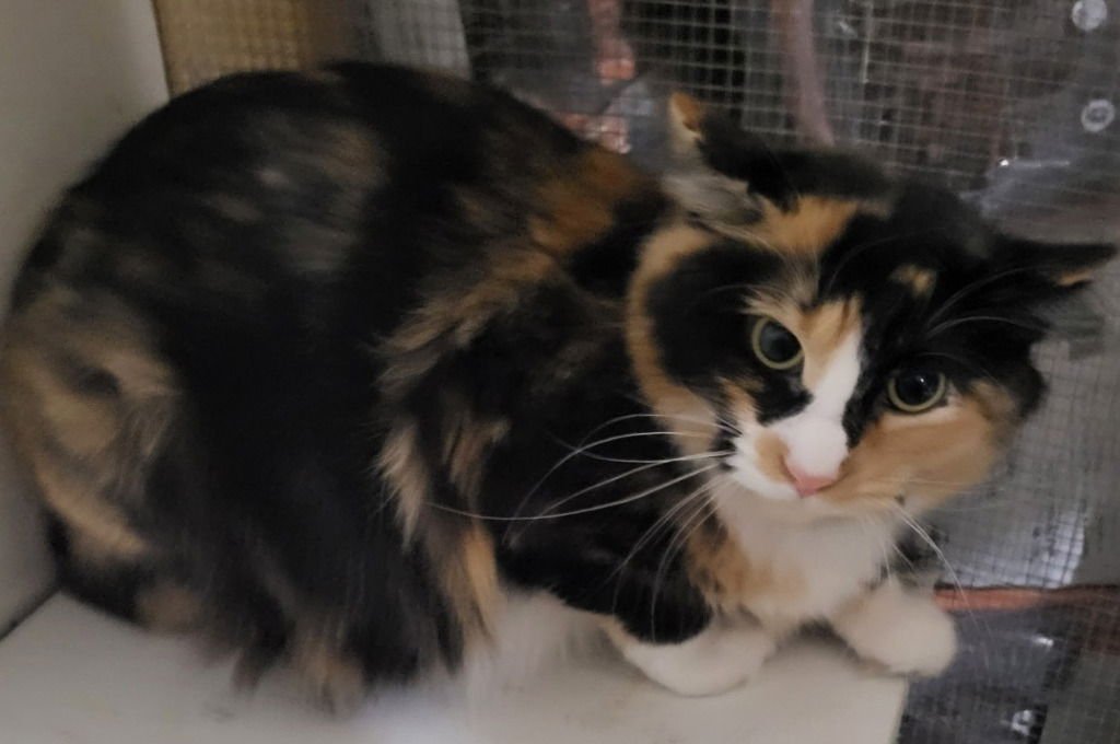 CHARLOTTE - Domestic Medium Hair available for adoption