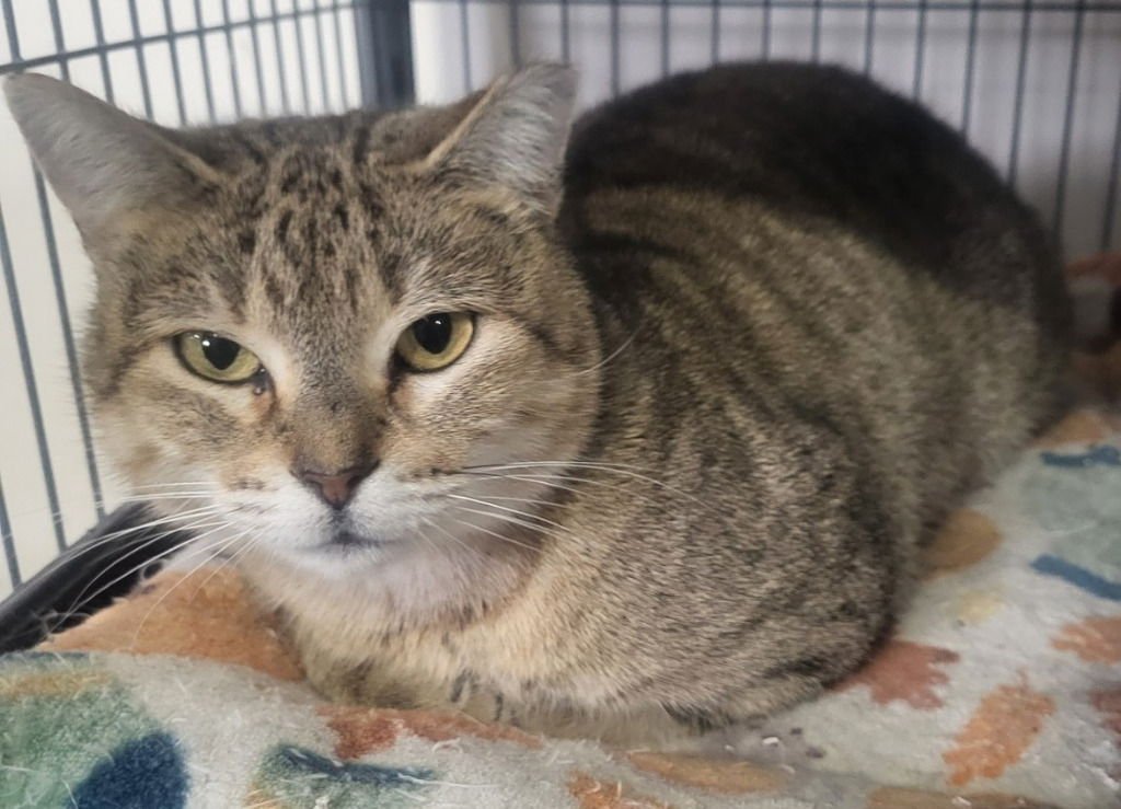 DANI - Domestic Short Hair available for adoption