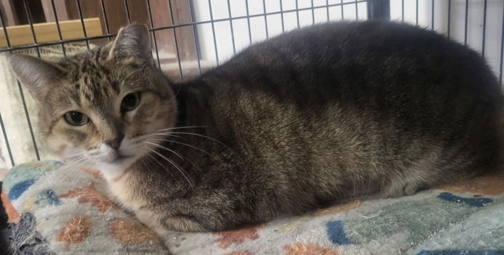 DANI - Domestic Short Hair available for adoption