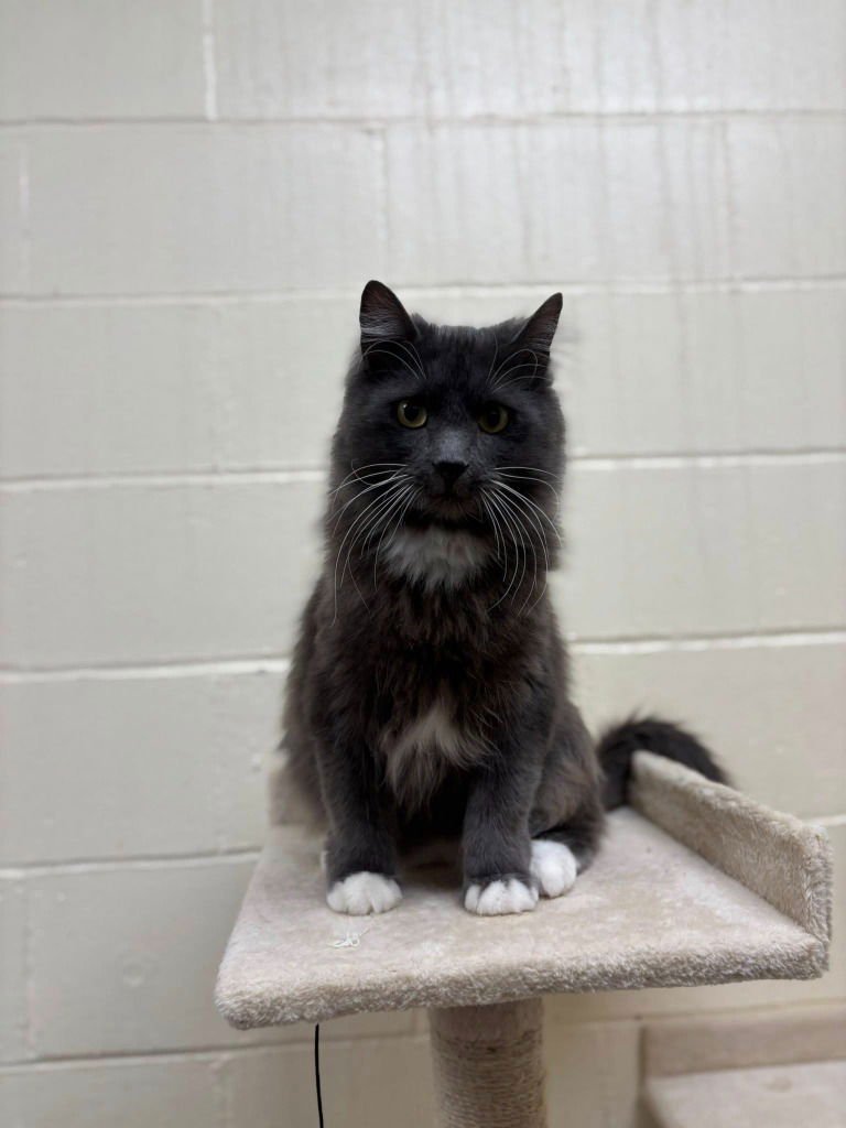 CID - Domestic Long Hair available for adoption